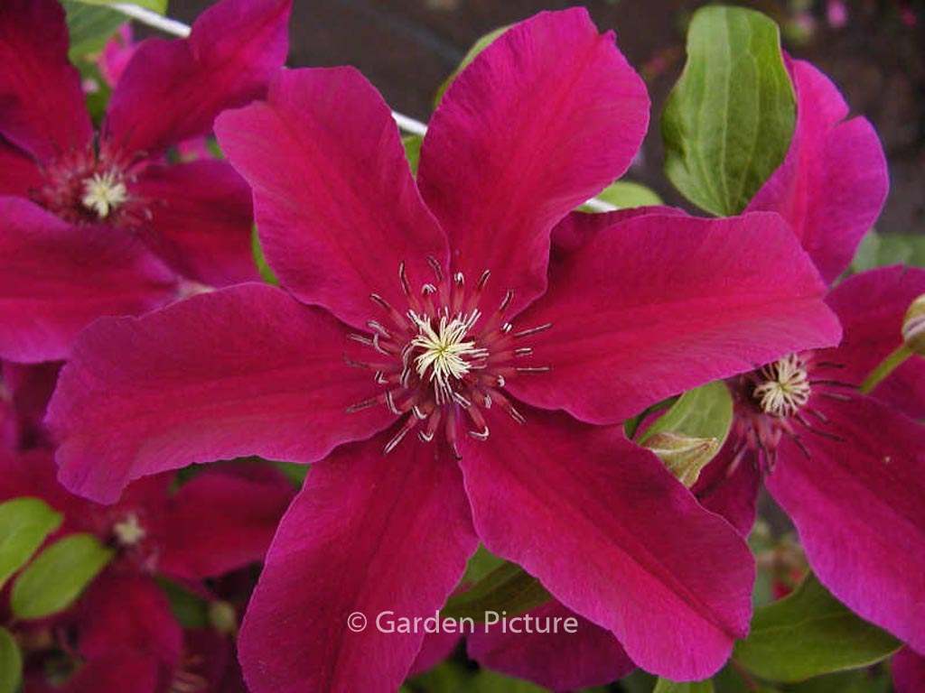 Clematis ‘Huvi’