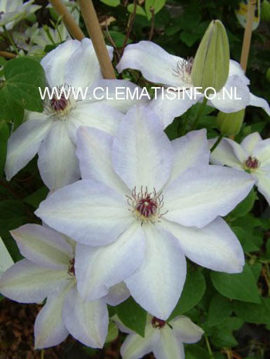 Clematis ‘Ivan Olsson’