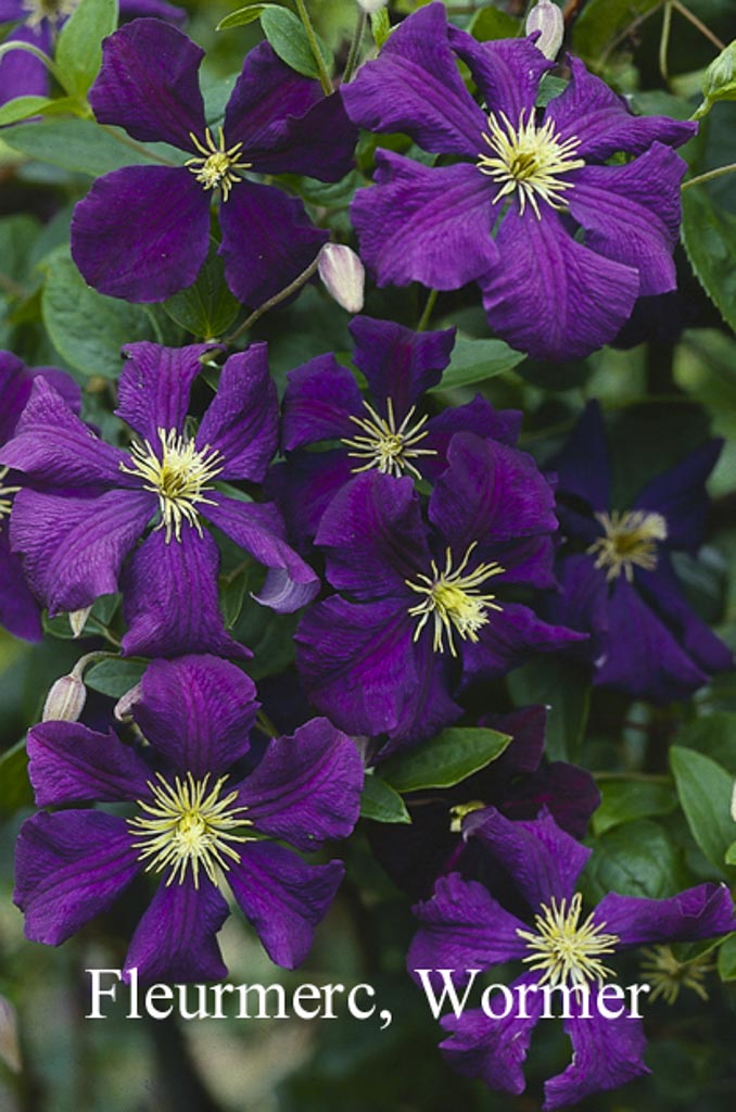 Clematis ‘Jackmanii Superba’