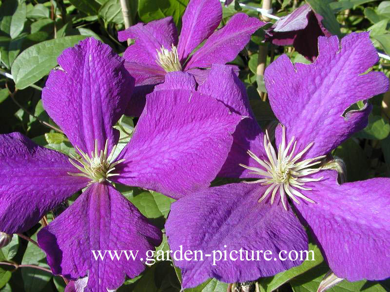 Clematis ‘Jackmanii’