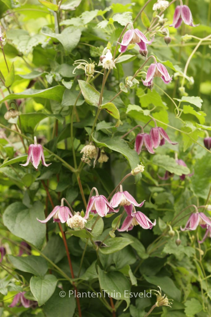 Clematis ‘Jan Fopma’