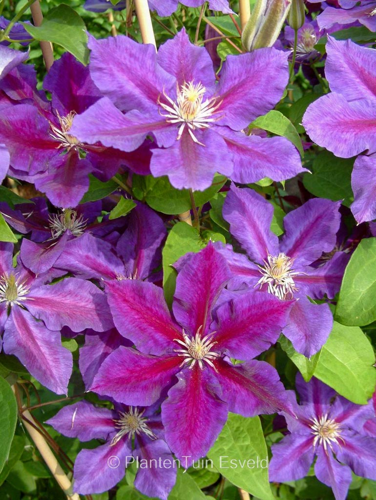 Clematis ‘Julka’