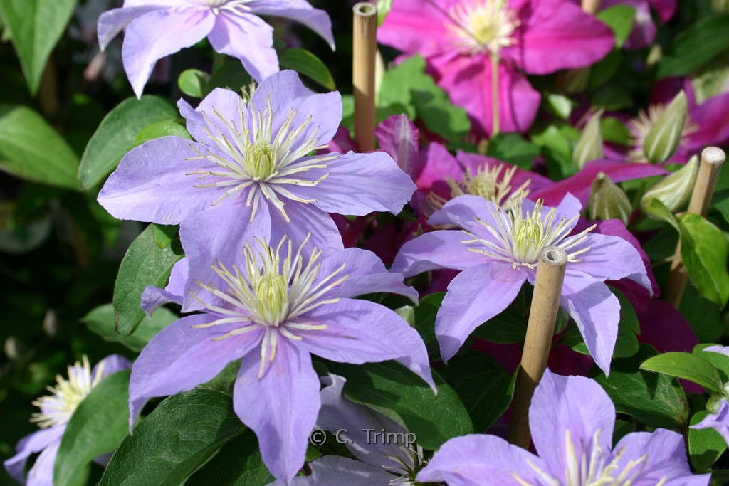 Clematis ‘Justa’