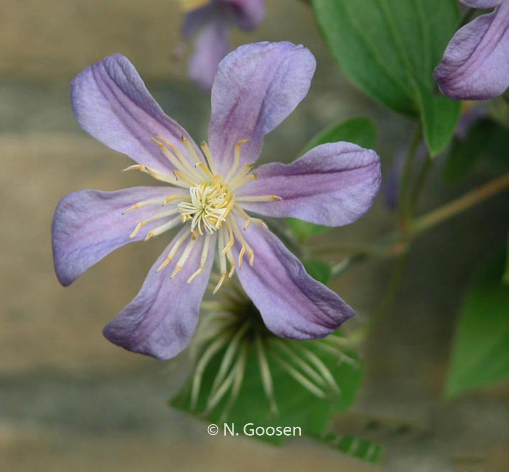 Clematis ‘Juuli’
