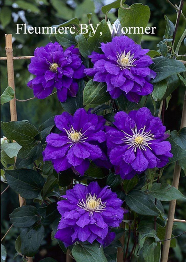 Clematis ‘Kiri te kanawa’