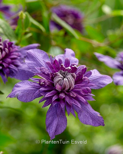 Clematis ‘Kokonoe’