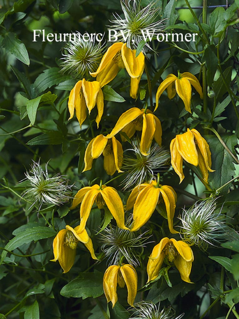 Clematis ‘Lambton Park’