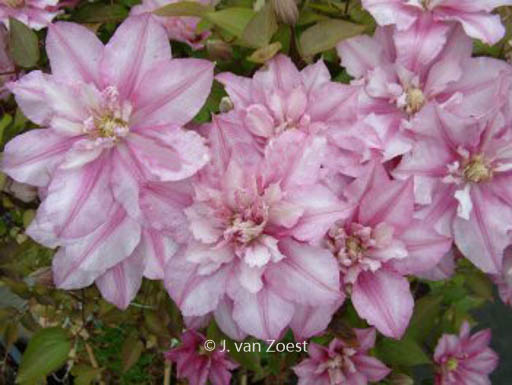 Clematis ‘Lasting Love’