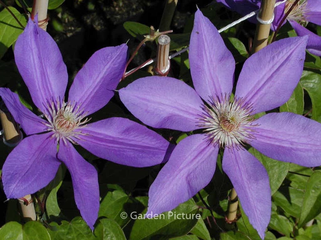 Clematis ‘Lawsoniana’