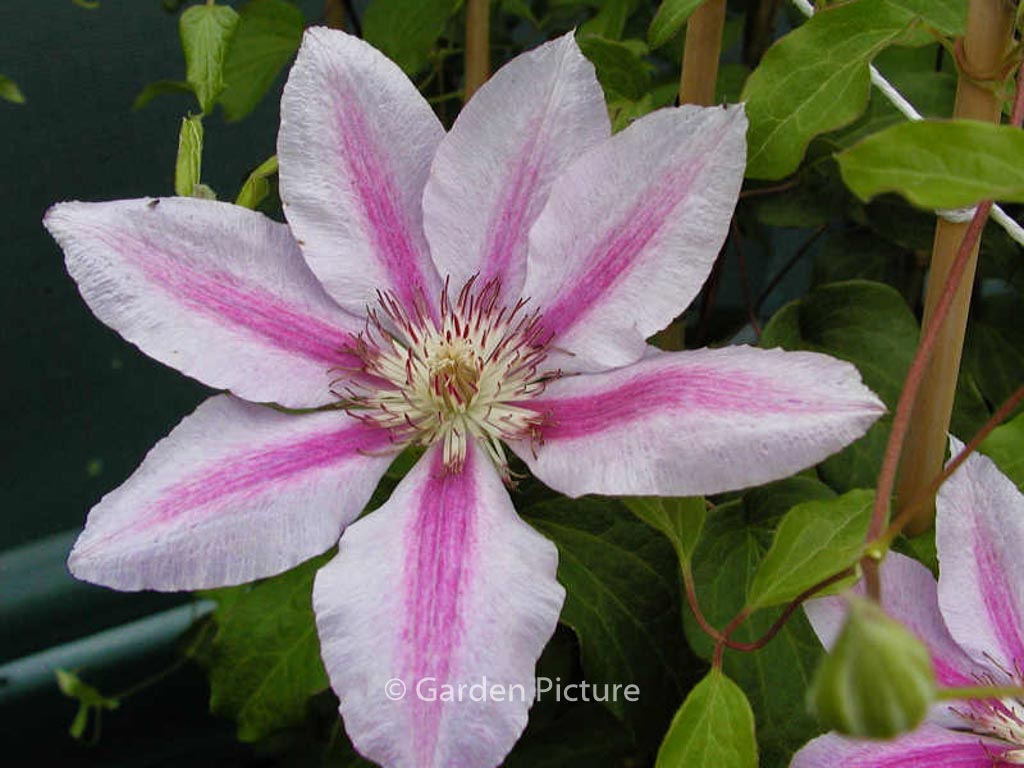 Clematis ‘Love Jewelry’