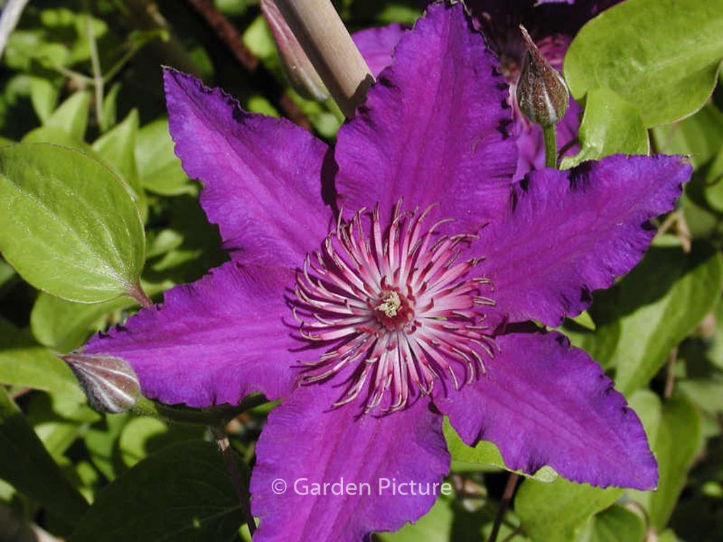 Clematis ‘Maria Louise Jensen’