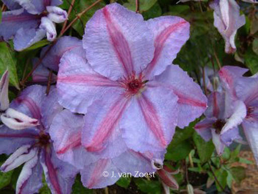 Clematis ‘Minister’