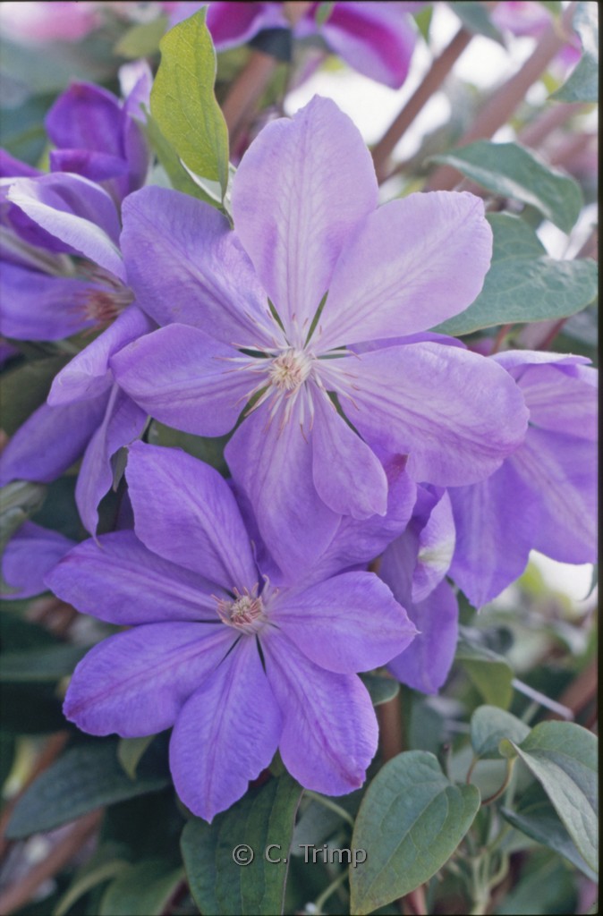Clematis ‘Mrs. Cholmondeley’
