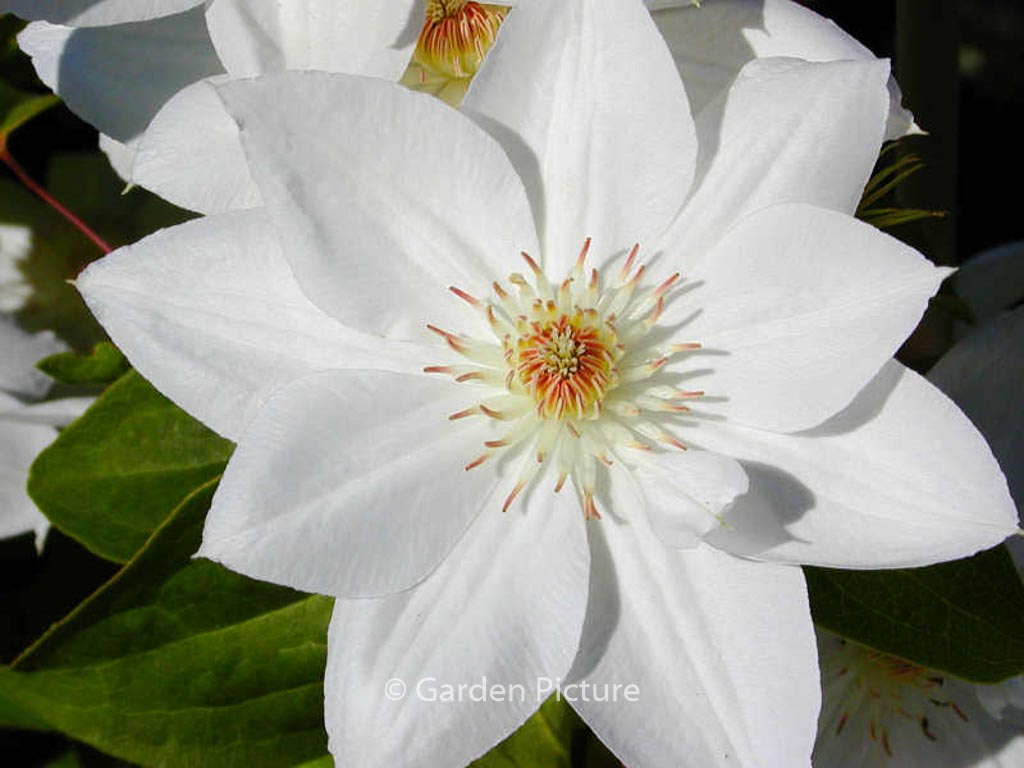 Clematis ‘Mrs. George Jackman’