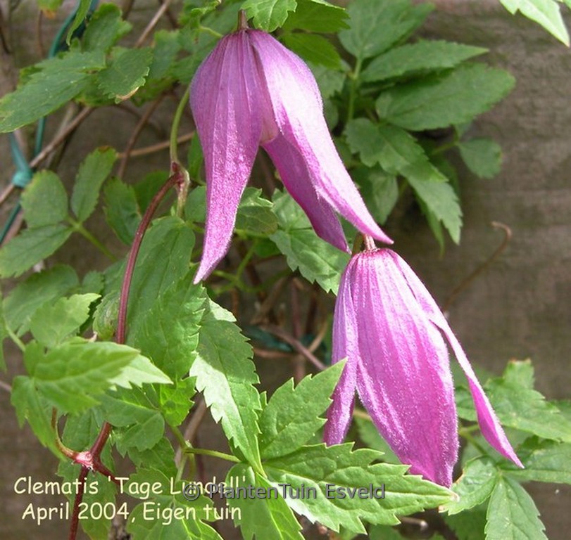 Clematis ‘Mrs. Tage Lundell’