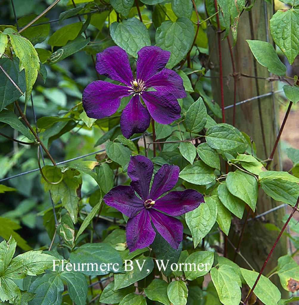 Clematis ‘Negritjanka’