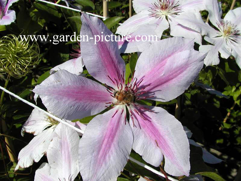 Clematis ‘Nelly Moser’