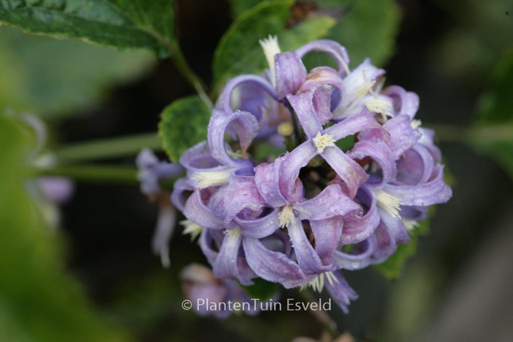 Clematis ‘New Love’