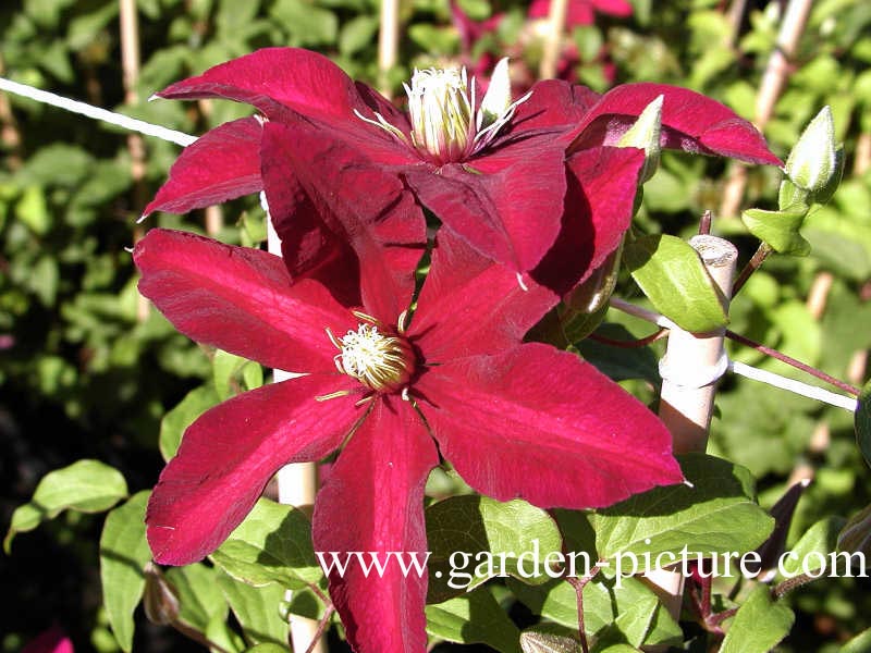 Clematis ‘Niobe’