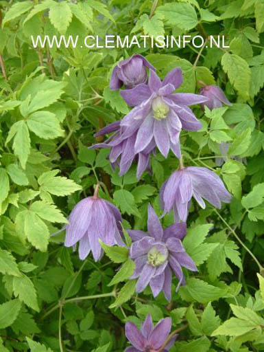 Clematis ‘Ola Howells’