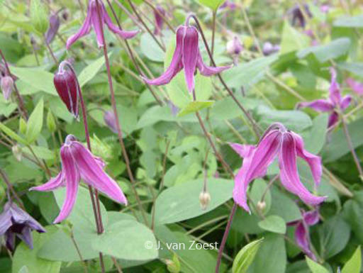 Clematis ‘Pangbourne Pink’