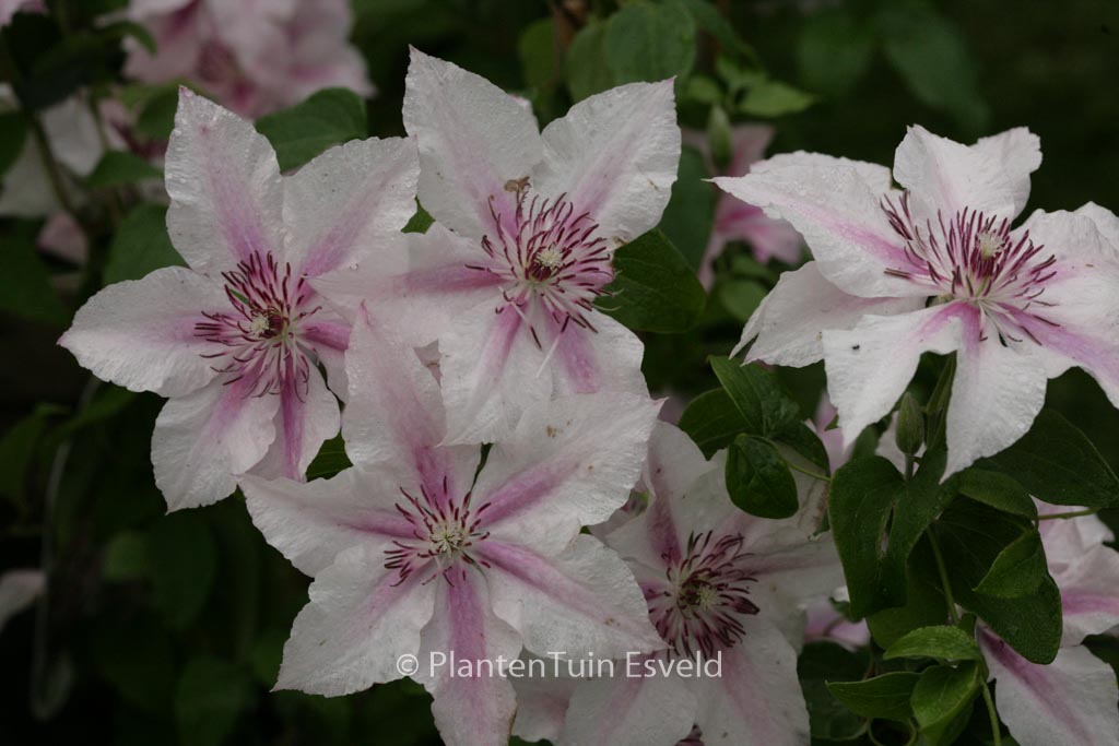 Clematis ‘Pink Fantasy’