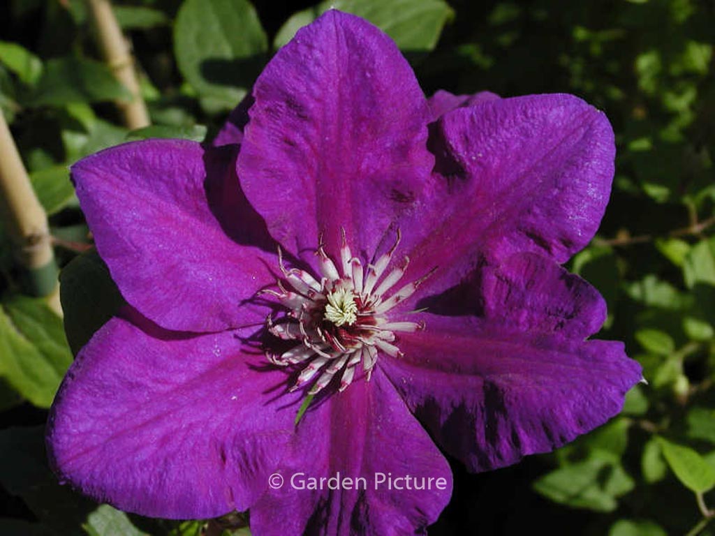 Clematis ‘Polish Spirit’