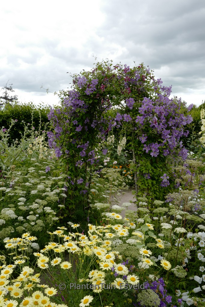 Clematis ‘Prince Charles’