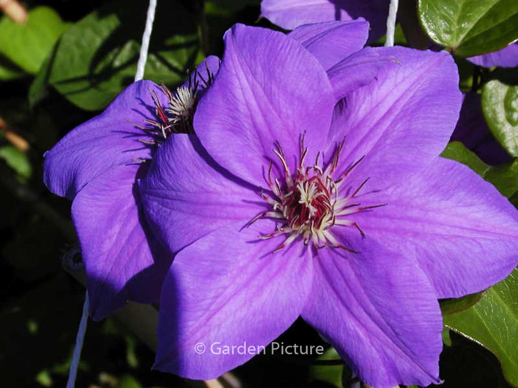 Clematis ‘Princess of Wales’