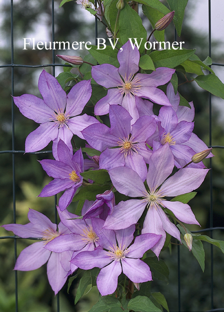 Clematis ‘Proteus’