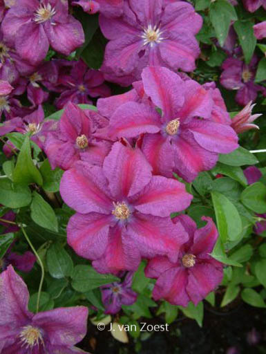 Clematis ‘Rahvarinne’