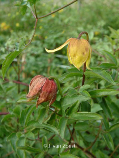 Clematis ‘Red Ballon’