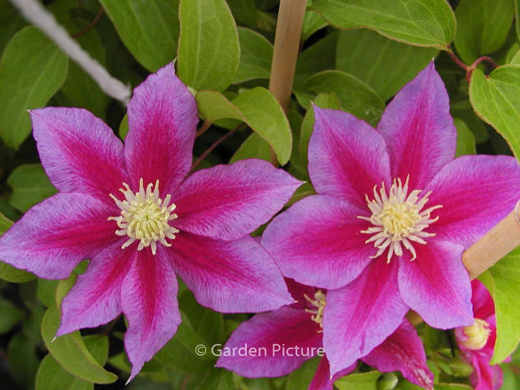 Clematis ‘Red Pearl’