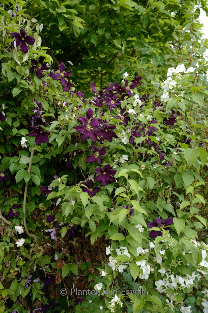 Clematis ‘Romantika’