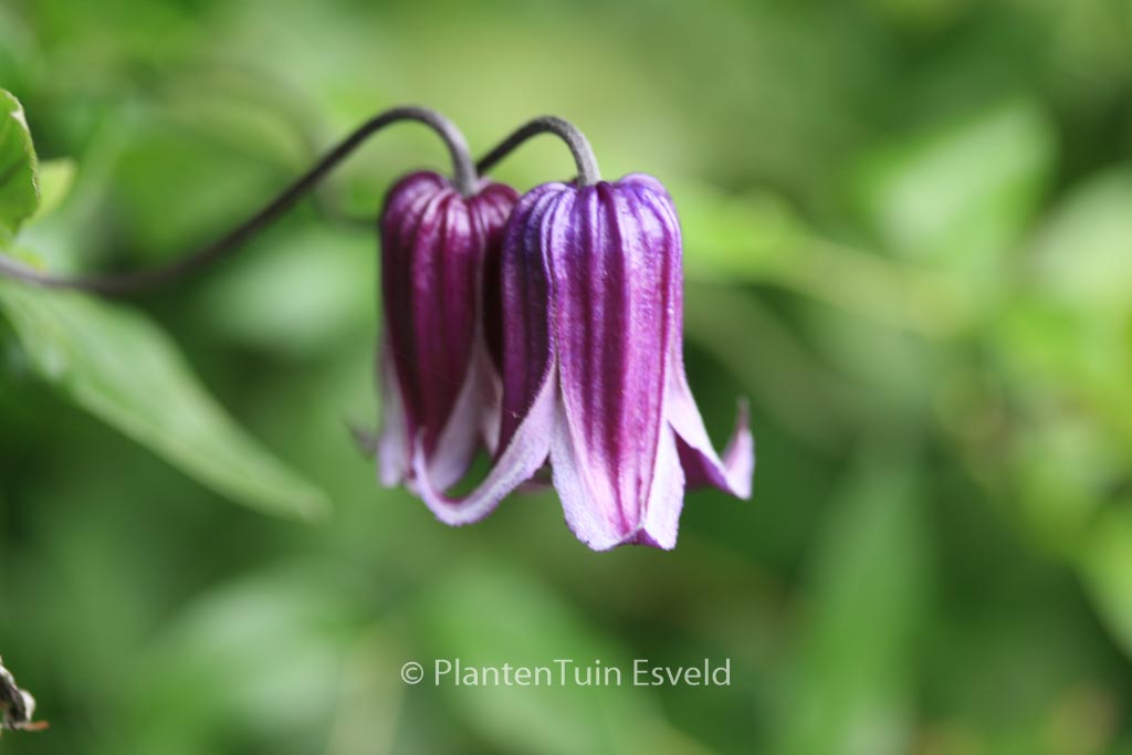 Clematis ‘Rooguchi’