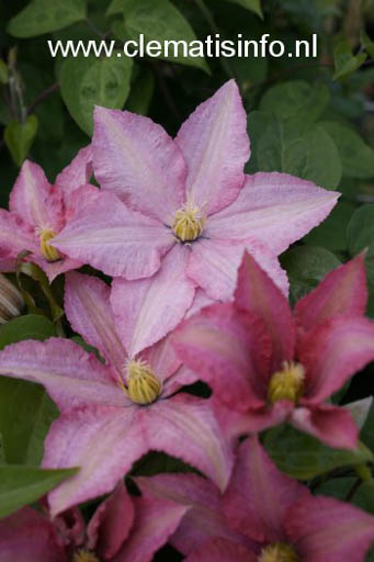 Clematis ‘Rosamunde’