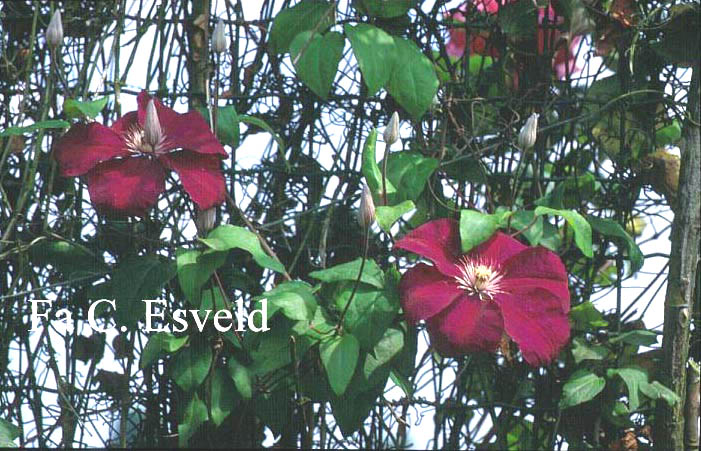 Clematis ‘Rouge Cardinal’