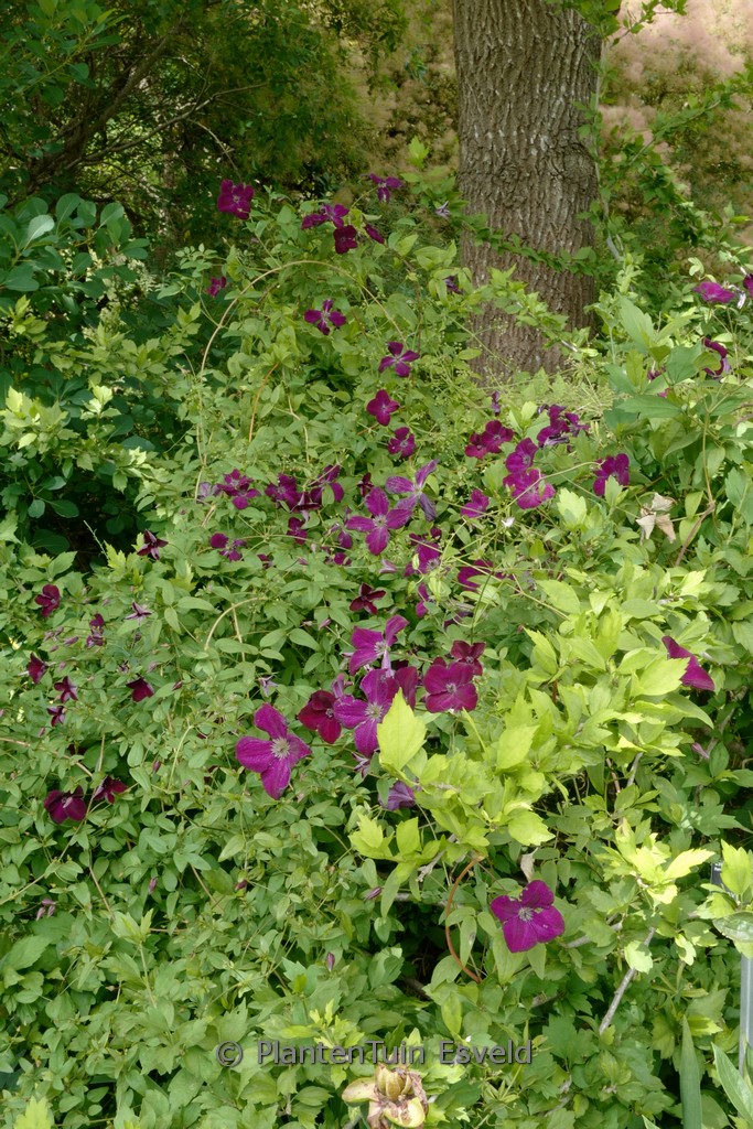 Clematis ‘Royal Velours’