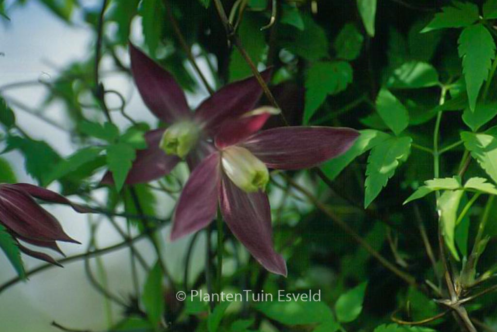 Clematis ‘Ruby’