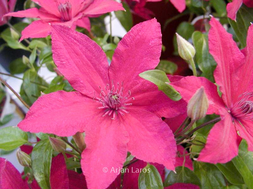 Clematis ‘Ruutel’