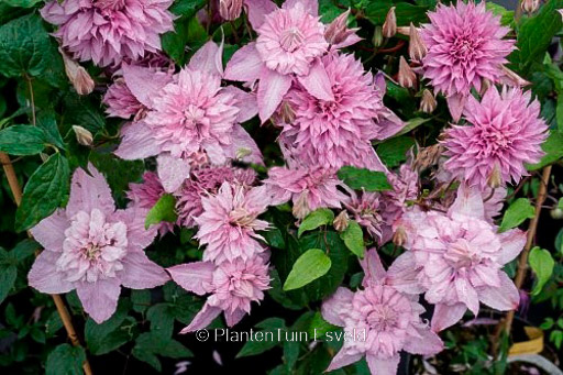 Clematis ‘ST17333’ (MULTI PINK)
