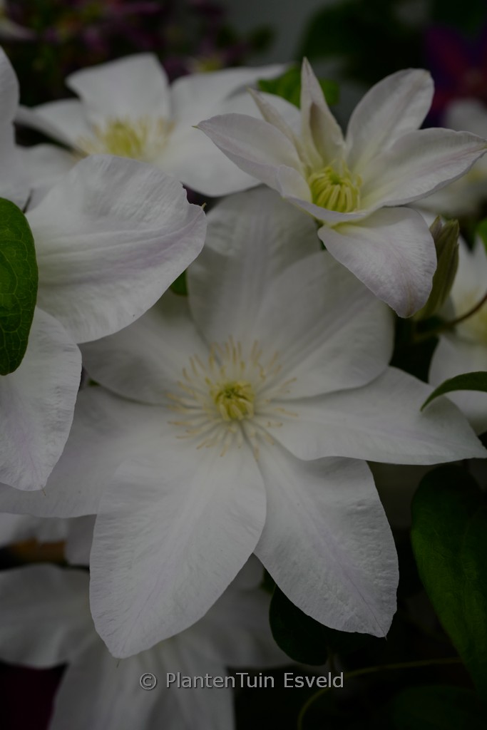 Clematis ‘Shirayukihime’