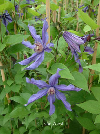 Clematis ‘Sizaja Ptitsa’