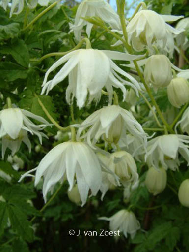 Clematis ‘Snowbird’