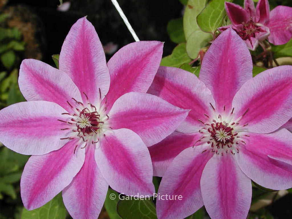 Clematis ‘Souvenir du Capitaine Thuilloux’