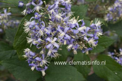 Clematis ‘Stanislaus’ (I AM STANISLAUS)