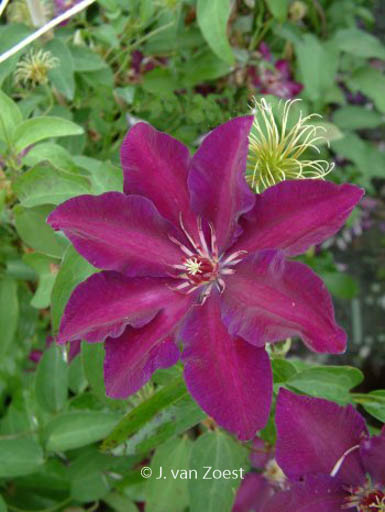 Clematis ‘Stasik’
