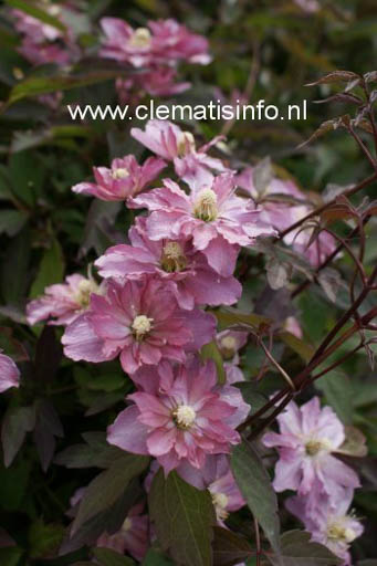 Clematis ‘Sunrise’