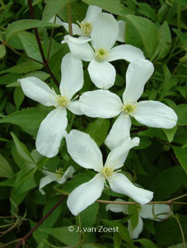 Clematis ‘Superba’