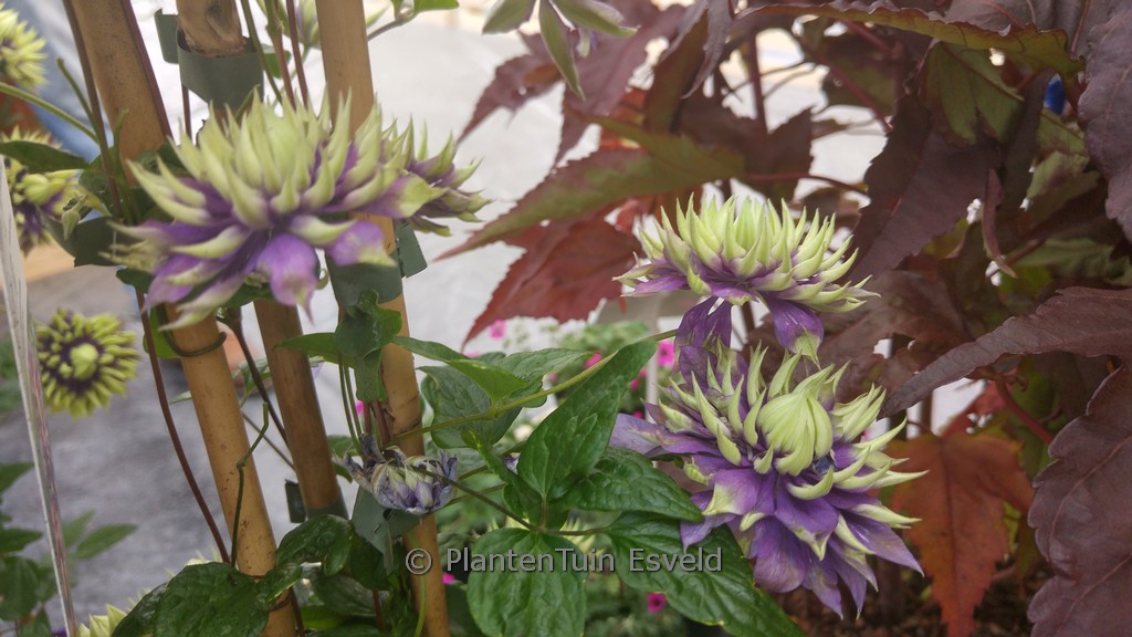 Clematis ‘Taiga’